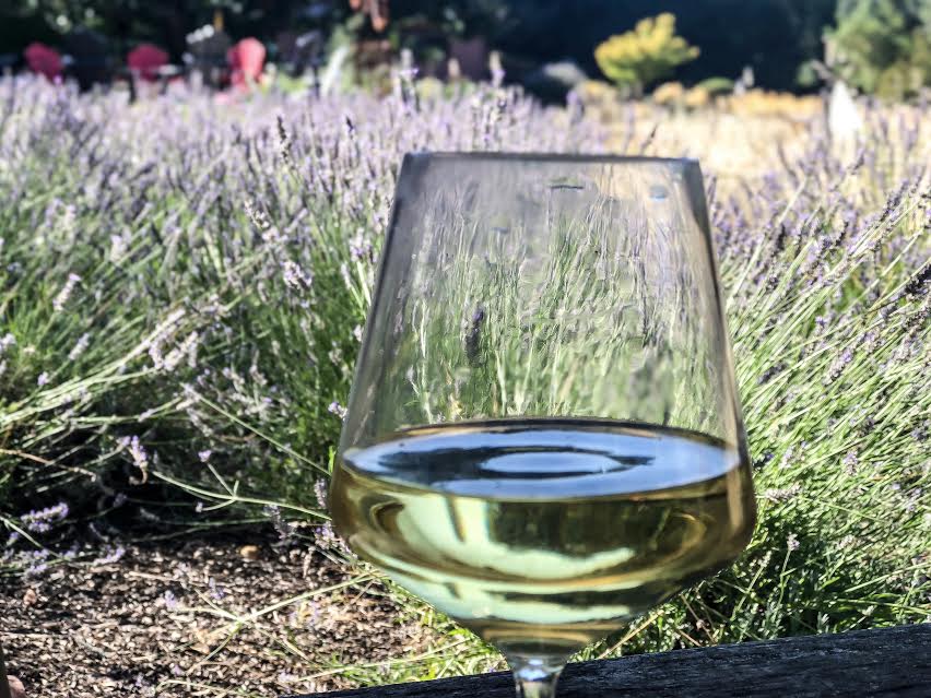 Chardonnay in a glass with lavender bushes