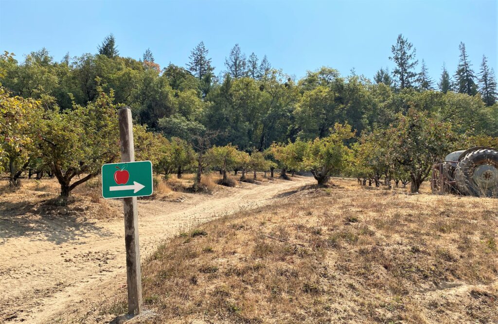 Out to the orchard