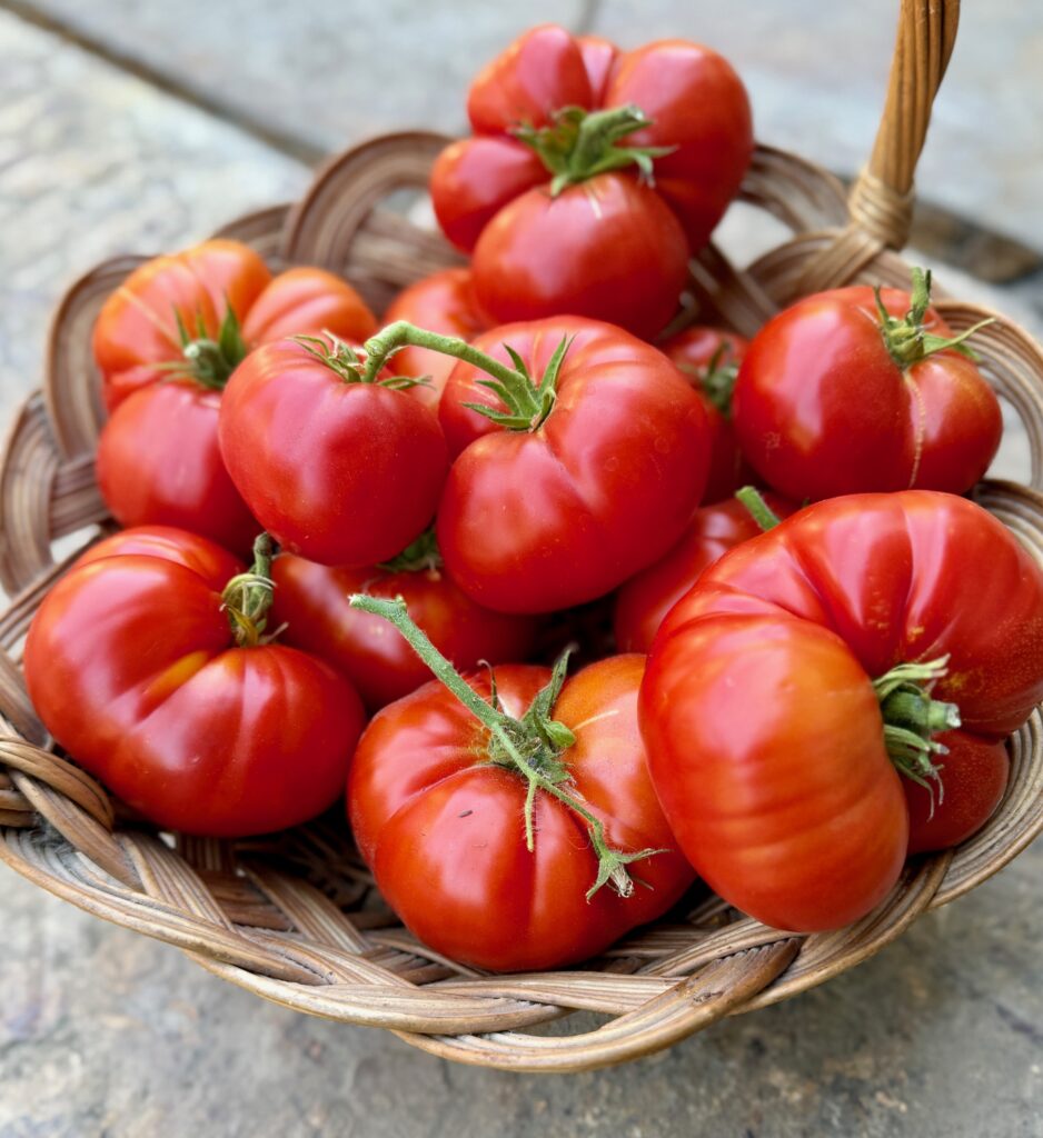 basket of tomatoes